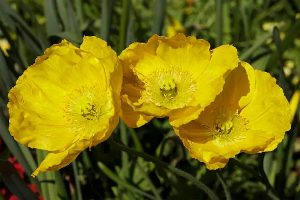 Three yellow Iceland poppies