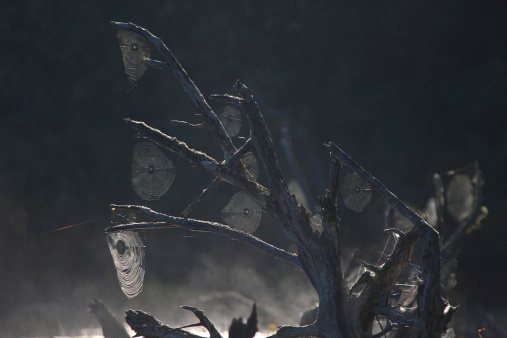 The roots of a fallen tree, now half submerged in water, are adorned with beautiful, dew covered spider webs glowing in the early morning sunshine.