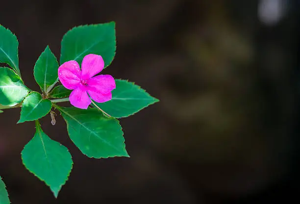 Photo of Impatiens hawkeri