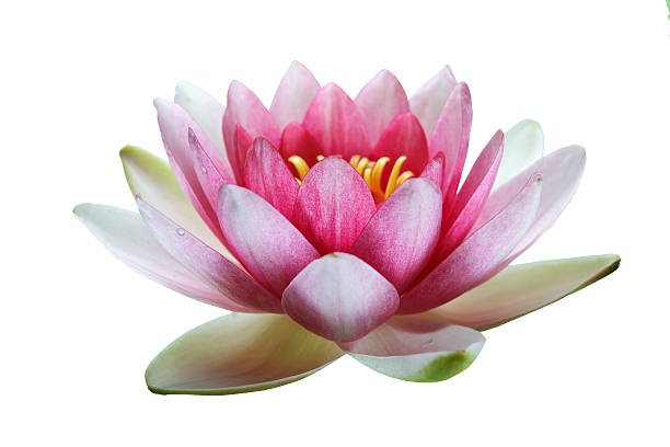 istock Pink Lotus Flower isolated on white 484563368