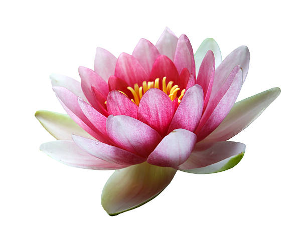 istock Pink Lotus Flower isolated on white 484563370