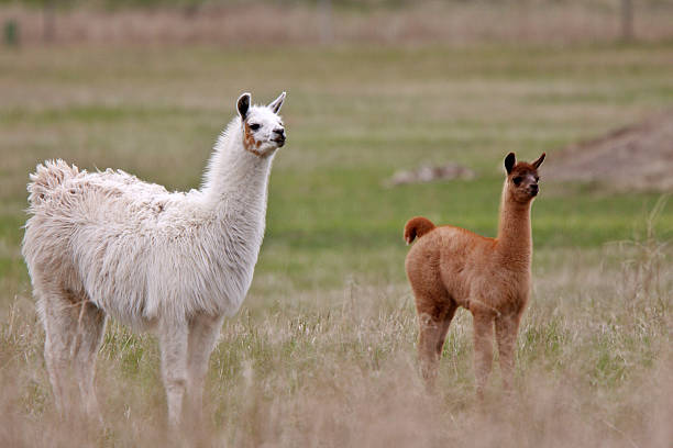 istock Adult and young lamas in Saskatchewan pasture 484563967