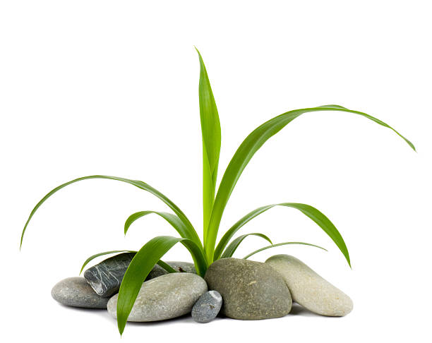 Stones and green plant on the white background stock photo