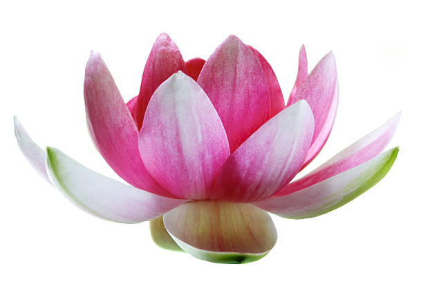 istock Pink Lotus Flower isolated on white 484564294