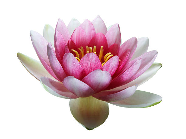 istock Pink Lotus Flower isolated on white 484564302