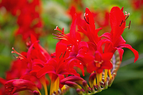 istock Crocosmia flower head. 484564852
