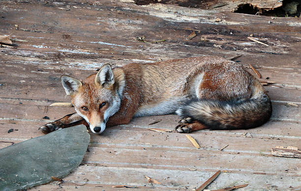 istock Urban fox vixen lying in a London garden 484565410