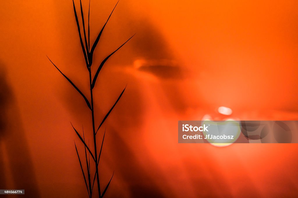 Okavango Delta Sunset The silhouette of a papyrus plant is seen in front of the setting sun in the Okavango Delta in Botswana 2015 Stock Photo