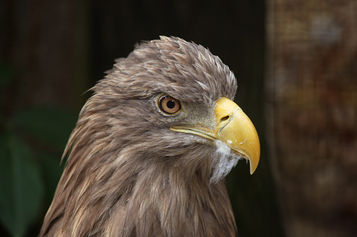 White-tailed eagle (Haliaeetus albicilla), also known as the sea eagle. Wild life animal.