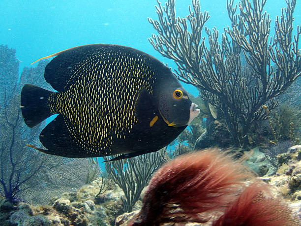 istock french angelfish and soft coral 484567178