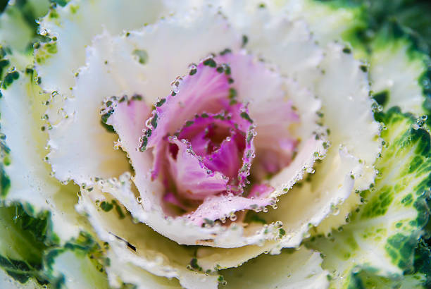 istock Blurred Purple lettuce on bokeh background 484569566