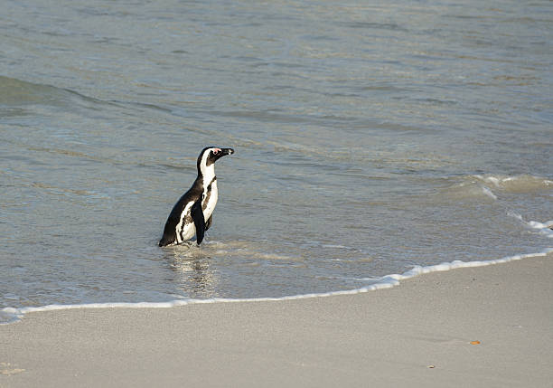 istock African penguin on the beach 484569816