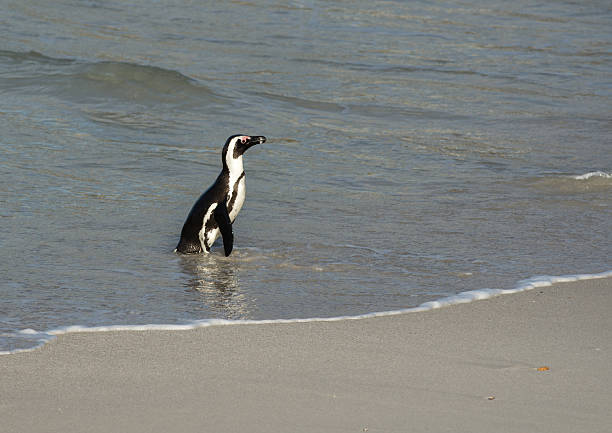 istock African penguin on the beach 484569818
