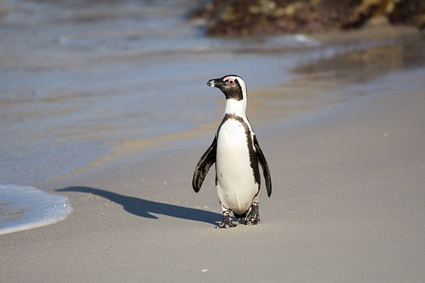 istock African penguin on the beach 484569856
