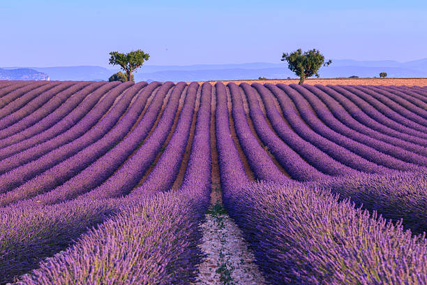 Lavender field in the summer-France Lavender field summer sunset landscape with two tree near Valensole.Provence,France alpes de haute provence photos stock pictures, royalty-free photos & images