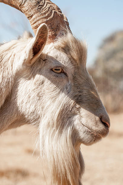 istock Side View Portrait of Saanen Goat 484570198