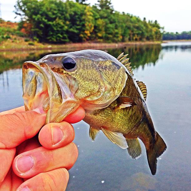 istock bass fishing 484570562