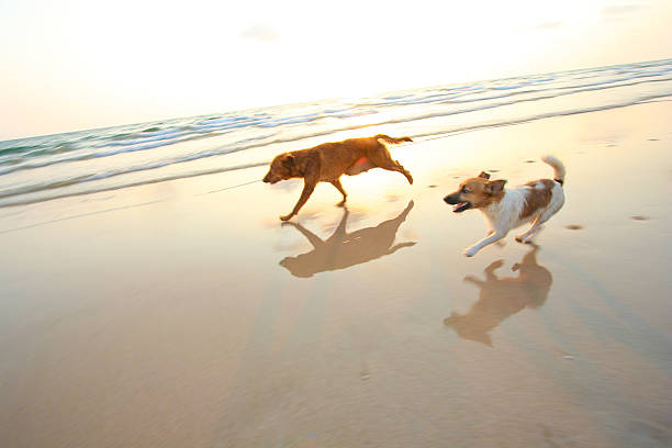 istock Two adventure dogs running on the beach 484570856