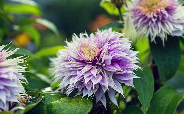 istock Clematis 'Blue Light' in the garden 484571032