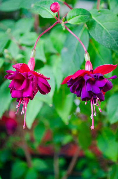 istock purple fuschia 484571350