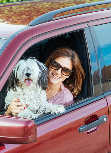 istock Smiling woman in car with cute dog looking through window 484571680