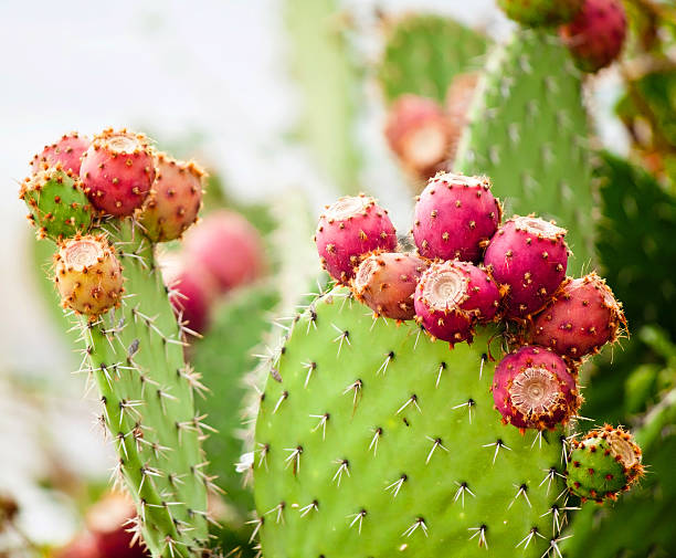 Prickly pear cactus close up with fruit in red color Prickly pear cactus close up with fruit in red color, cactus spines. pics of a spiky fruit stock pictures, royalty-free photos & images