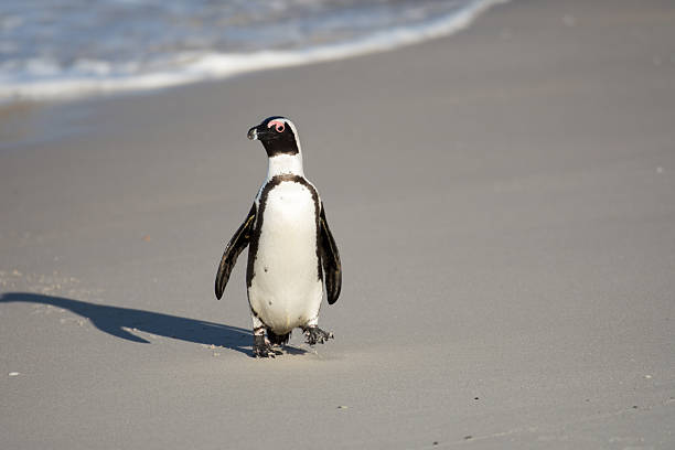 istock African penguin on the beach 484573854