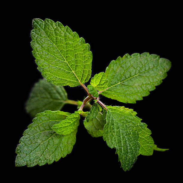 Lemon melissa herb