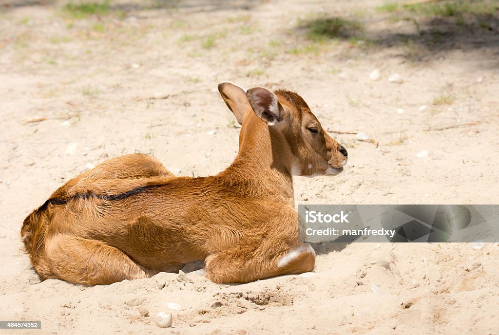 bull Baby banteng cattle lying in the sand 2015 Stock Photo