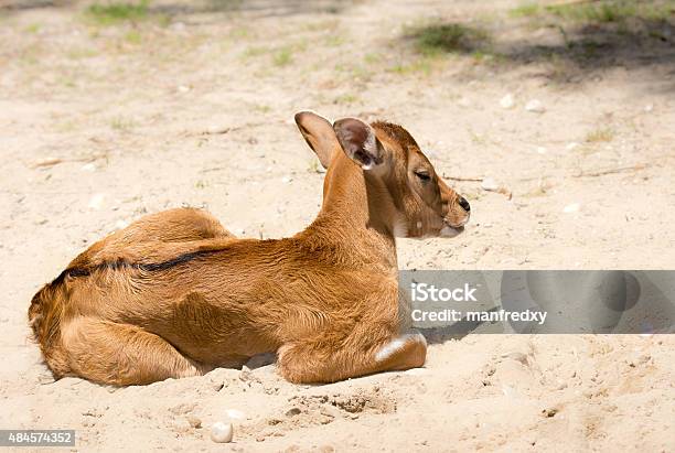 Bull Stock Photo - Download Image Now - 2015, Animal, Animal Wildlife