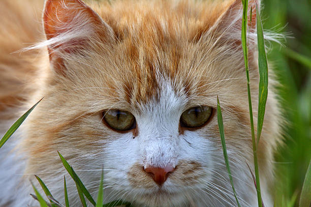 istock domesticate cat outdoors 484578605