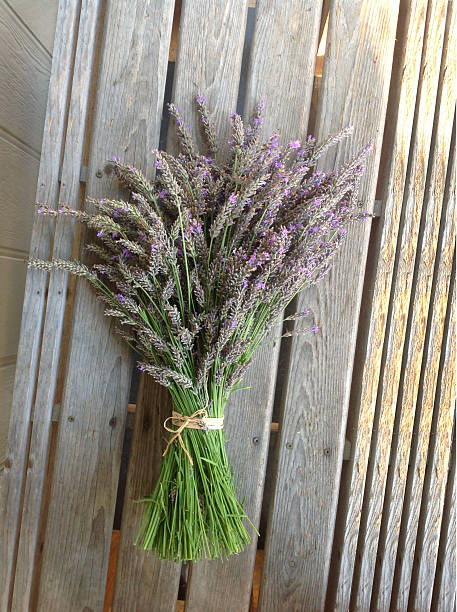 istock Lavender Bouquet on Weather Wood 484578889