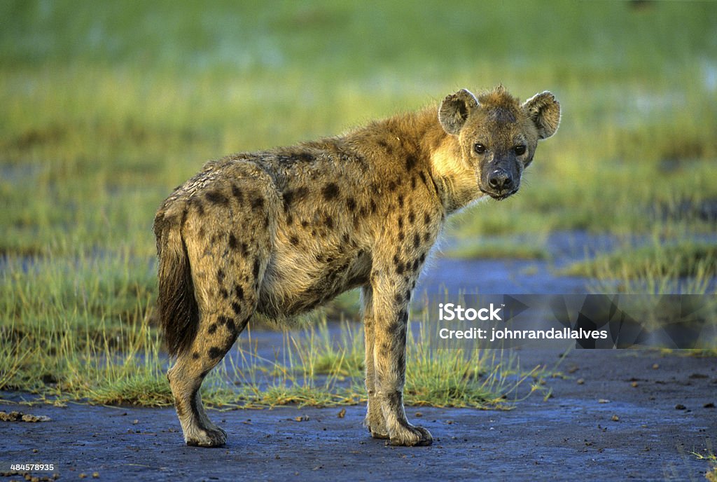 Spotted Hyena (crocuta crocuta) Looking at Camera A spotted hyena in the Ngorongoro Crater, East Africa Africa Stock Photo