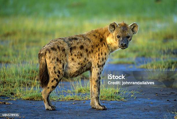 Spotted Hyena Looking At Camera Stock Photo - Download Image Now - Africa, Alertness, Animal