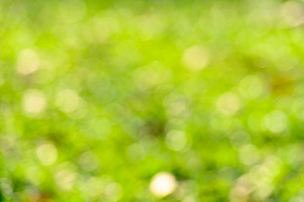 istock Sunny abstract green nature background, defocused 484579149
