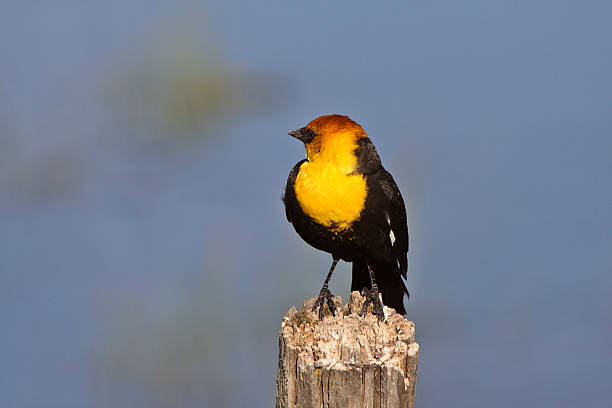 istock Male Yellow headed Blackbird perched on post 484579553