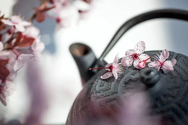 closeup of traditional Japanese teapot with cherry blossom flowers for zen and relaxation