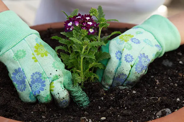 Close up of gardener's gloved hands planting a Verbena flower in the garden clay container
