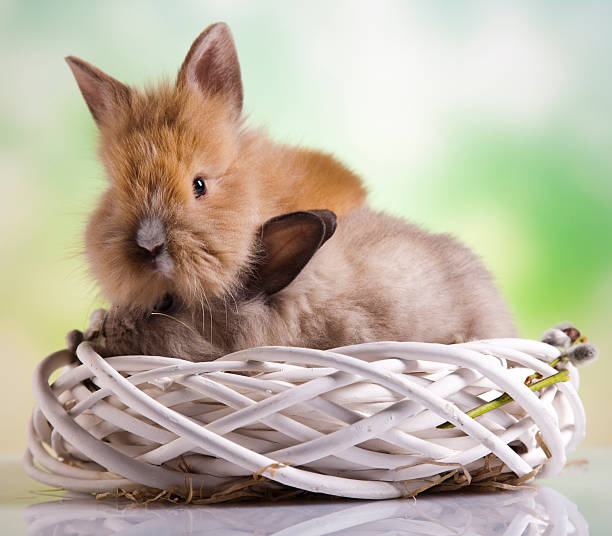 Easter Baby Rabits 150+ Easterrabbit Stock Photos, Pictures & Royalty-Free Images - iStock