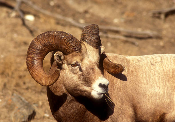 istock Male Bighorn Sheep (ovis cacadensis) Close-up 484580139