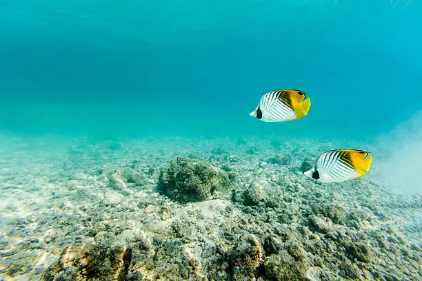 A undewater DSLR photo of two yellow and white butterfly fishes swimming over a small reef in the clear blue turquoise waters of Rangiroa, French Polynesia. The fishes are moving from right to left. The seabed has some dappled light on it.