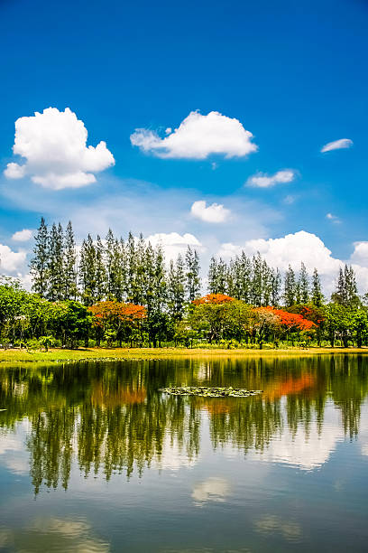 연못 in 파크 - wilderness area flower pond clear sky 뉴스 사진 이미지