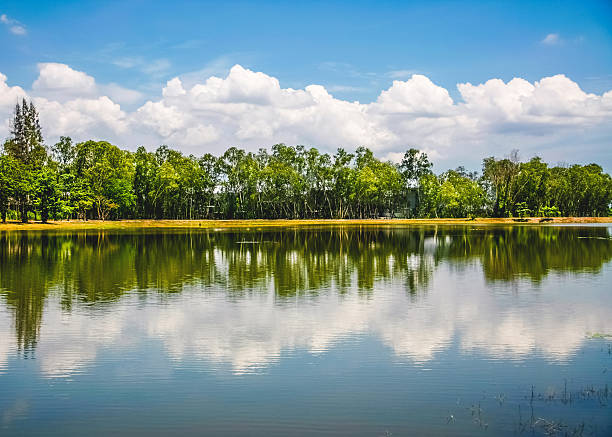 연못 in 파크 - wilderness area flower pond clear sky 뉴스 사진 이미지