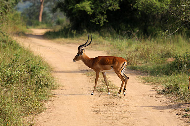 istock Uganda: Impala crosses road at Lake Mburo 484580729