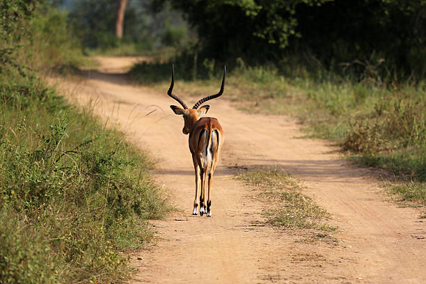 istock Uganda: Impala walks down road at Lake Mburo 484580733