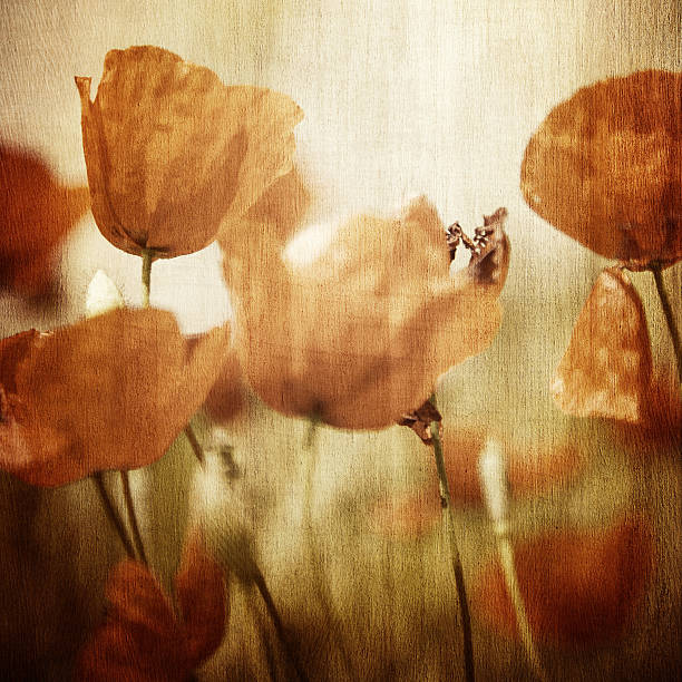 istock Vinatge poppy flowers field 484581065
