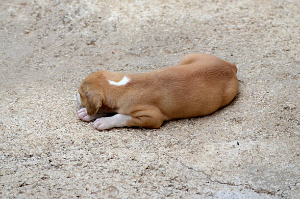 istock American Staffordshire Terrier dog 484581318