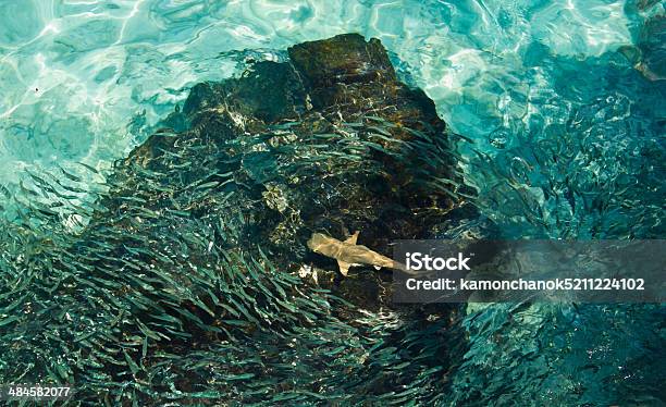 Shark And Many Fish Stock Photo - Download Image Now - Animal, Animal Wildlife, Animals Hunting