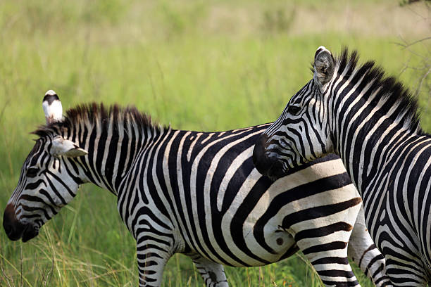 istock Uganda: Two Zebras near Lake Mburo 484582251