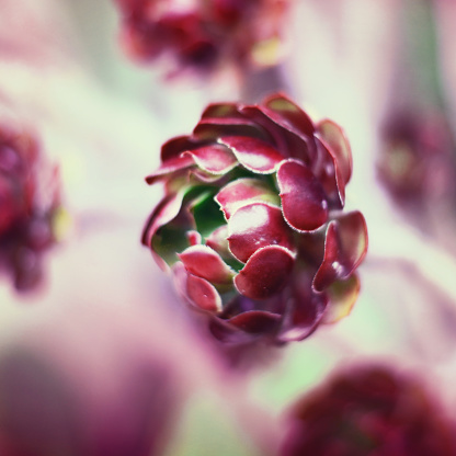 Succulent flower, Aeonium Zwartkop. Selective focus of a desert flower with copy space . Nature backgrounds.